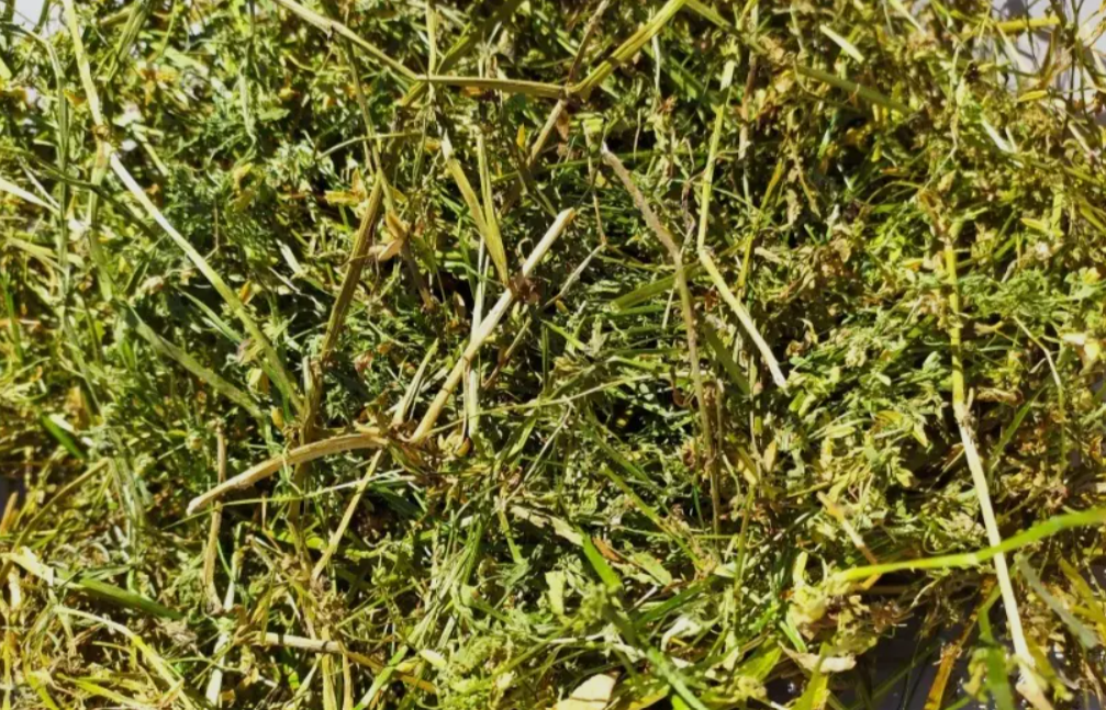 Fiołek Trójbarwny - 100g ZP