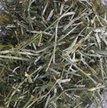 Koper Włoski - 100g ZP