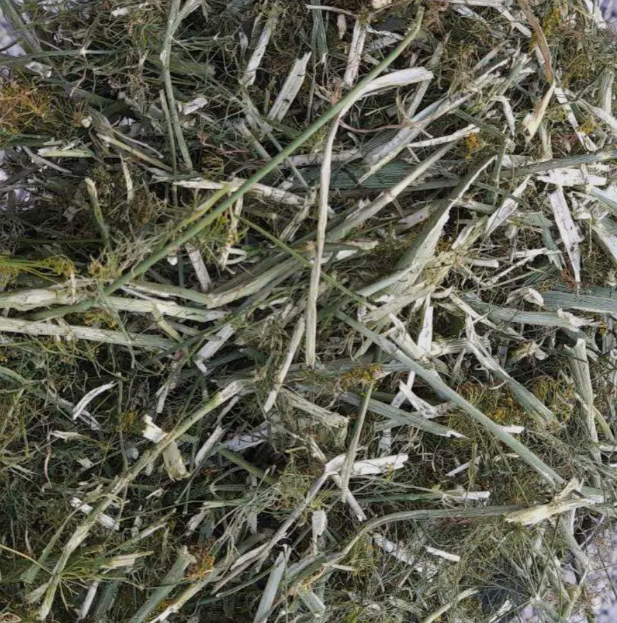 Koper Włoski - 100g ZP