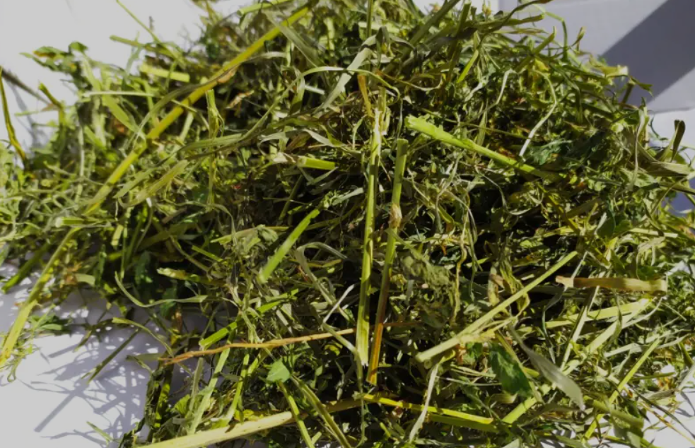 Lucerna 100g ZP