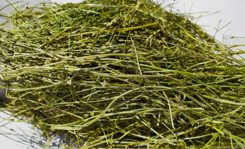 Tasznik 100g ZP