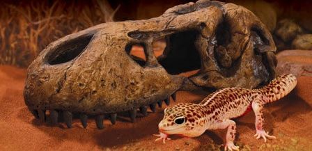 EXO TERRA T-Rex skull (czaszka dinozaura)