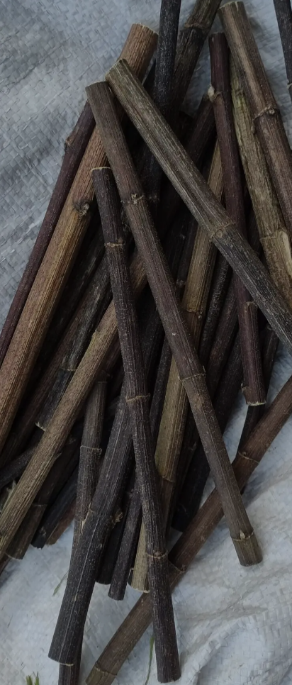 Łodygi Topinamburu 100g ZP